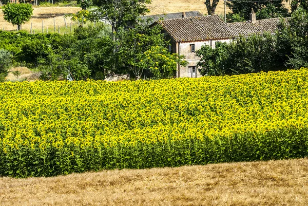 Marscher (Italien) - gård — Stockfoto