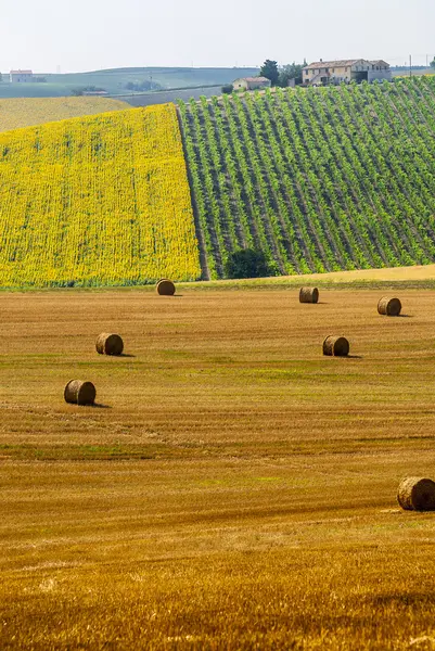 Marche (Italia), paesaggio — Foto Stock