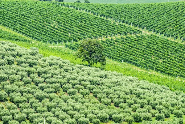 Farkas sul divano — Stock Fotó