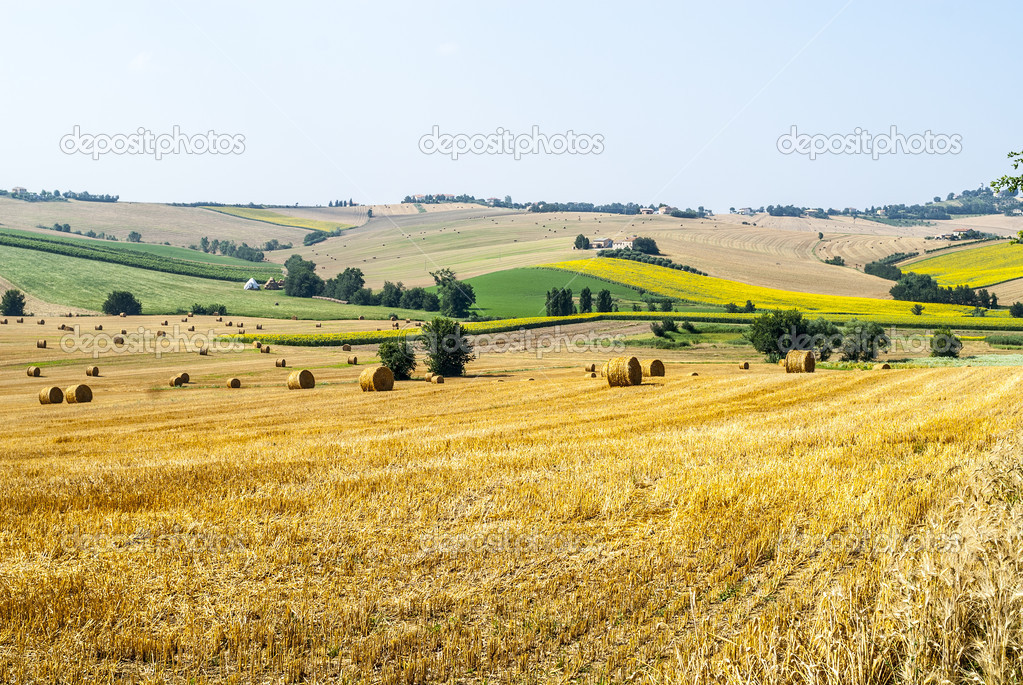 Marches Landscape at summer