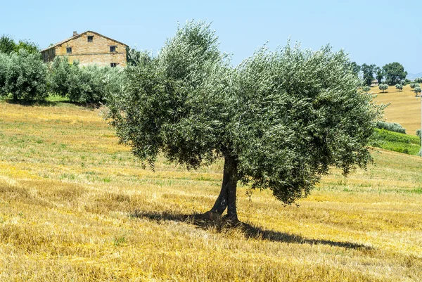 Marches (Italy) - Landscape — Stock Photo, Image