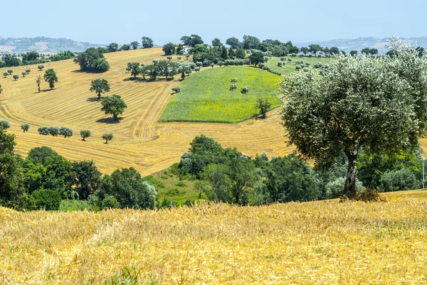 Marches (Italy) - Landscape — Stock Photo, Image