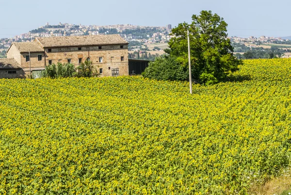 Ancienne ferme et panorama d'Osimo — Photo