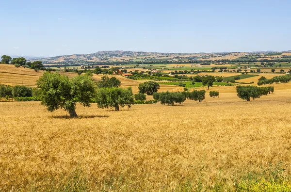 Marches (Italy) - Landscape — Stock Photo, Image