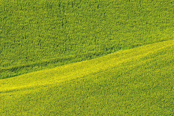 Marche (Italia) - Campo dei girasoli — Foto Stock