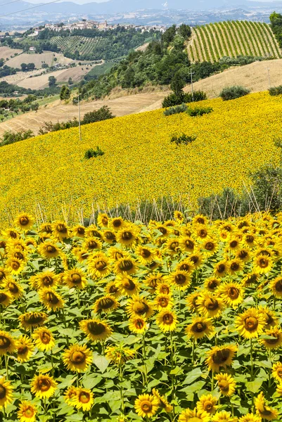 Marches (Italy), Landscape — Stock Photo, Image