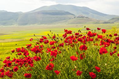 Landscape of Piano di Castelluccio clipart