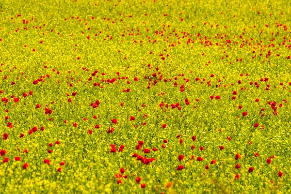 Paisaje del Piano di Castelluccio — Foto de Stock