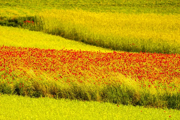 Landscape of Piano di Castelluccio — Stock Photo, Image