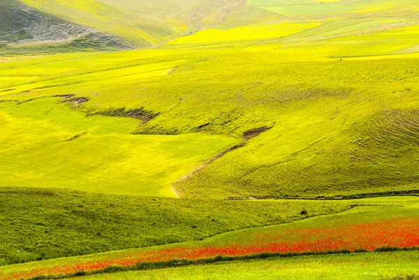 Краєвид піано ді Castelluccio — стокове фото