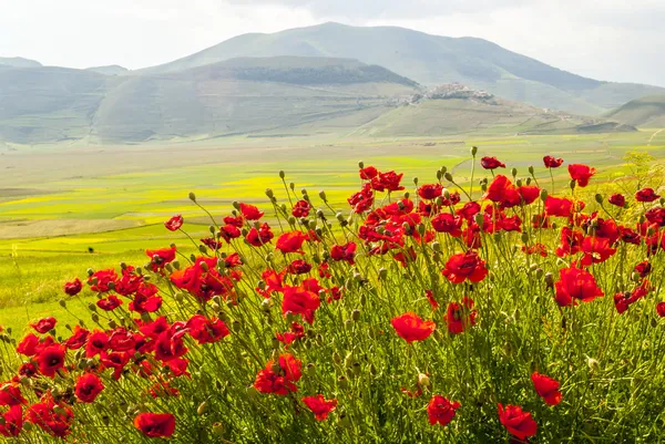 Τοπίο της castelluccio di πιάνο Εικόνα Αρχείου