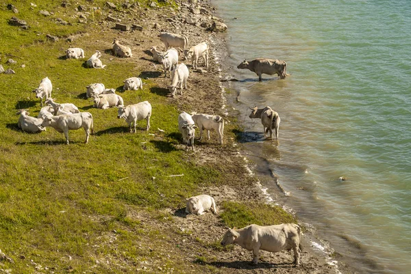 Campotosto lake, in abruzzi (Italië) — Stockfoto