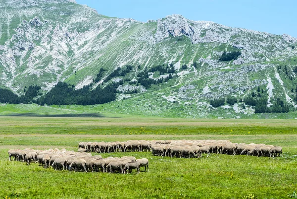 Landschap van campo imperatore — Stockfoto