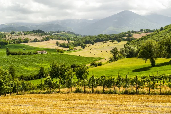 Vineyards between Rieti and Terni — Stock Photo, Image