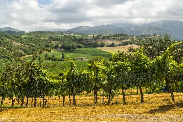 Vineyards between Rieti and Terni — Stock Photo, Image