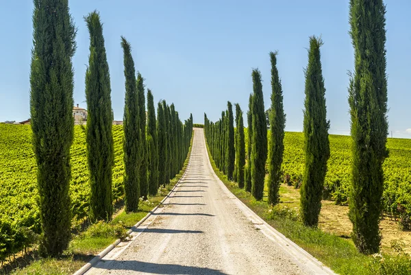 Umbria - Road with cypresses — Stock Photo, Image