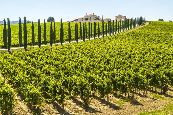 Umbria - farma s vinicemi a cypřiši — Stock fotografie