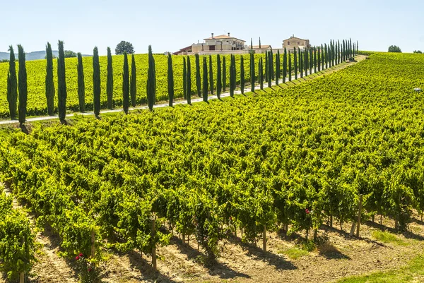 Umbría - Finca con viñedos y cipreses —  Fotos de Stock