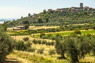 Trasimeno Gölü (Umbria) ve zeytin ağaçları