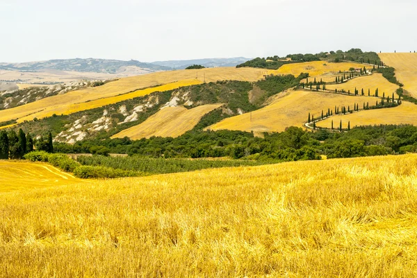 Paesaggio in Val d'Orcia (Toscana) ) — Foto Stock