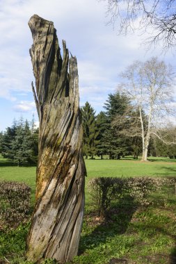 monza parkta ölü ağaçlar