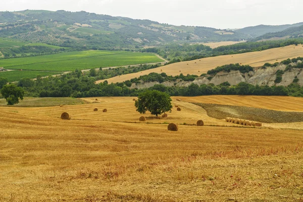 Landscape in Tuscany at summer — Stock Photo, Image