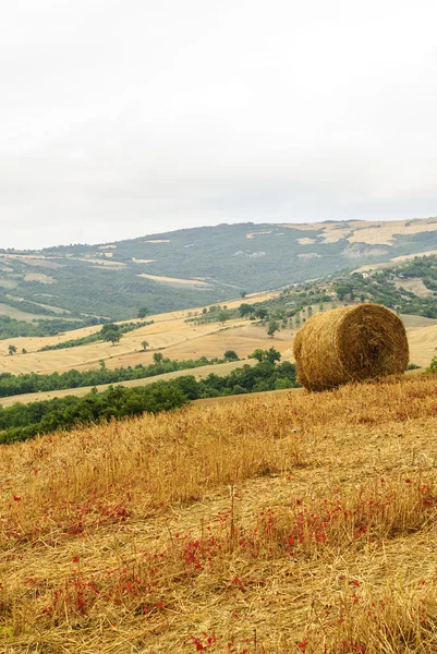 Paisagem na Toscana no verão — Fotografia de Stock