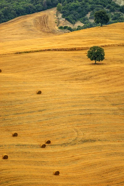 Paesaggio in Toscana in estate — Foto Stock