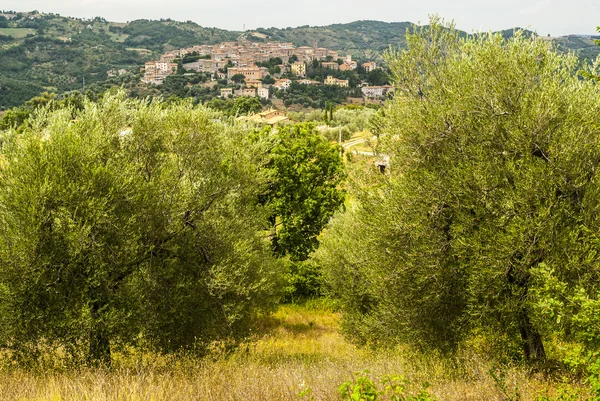 Seggiano, Toskana'nın panoramik manzarasını — Stok fotoğraf