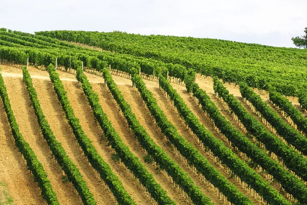 Vineyards of Montalcino (Tuscany) — Stock Photo, Image