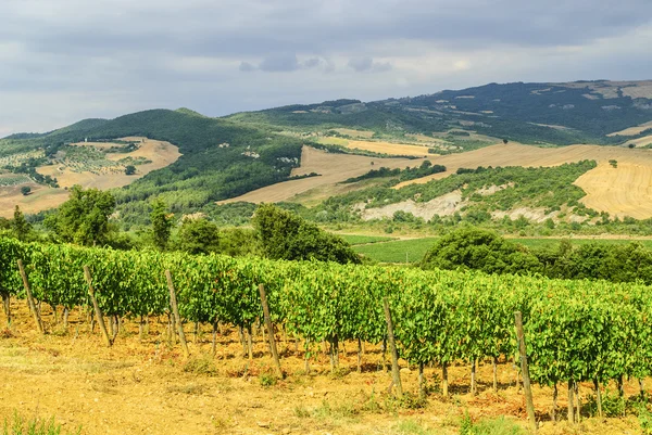 Weinberge von Montalcino (Toskana)) — Stockfoto