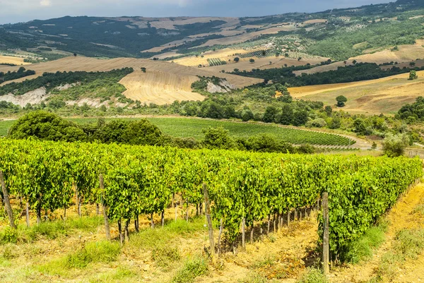 Виноградники Монтальчино (Тоскана) ) — стоковое фото