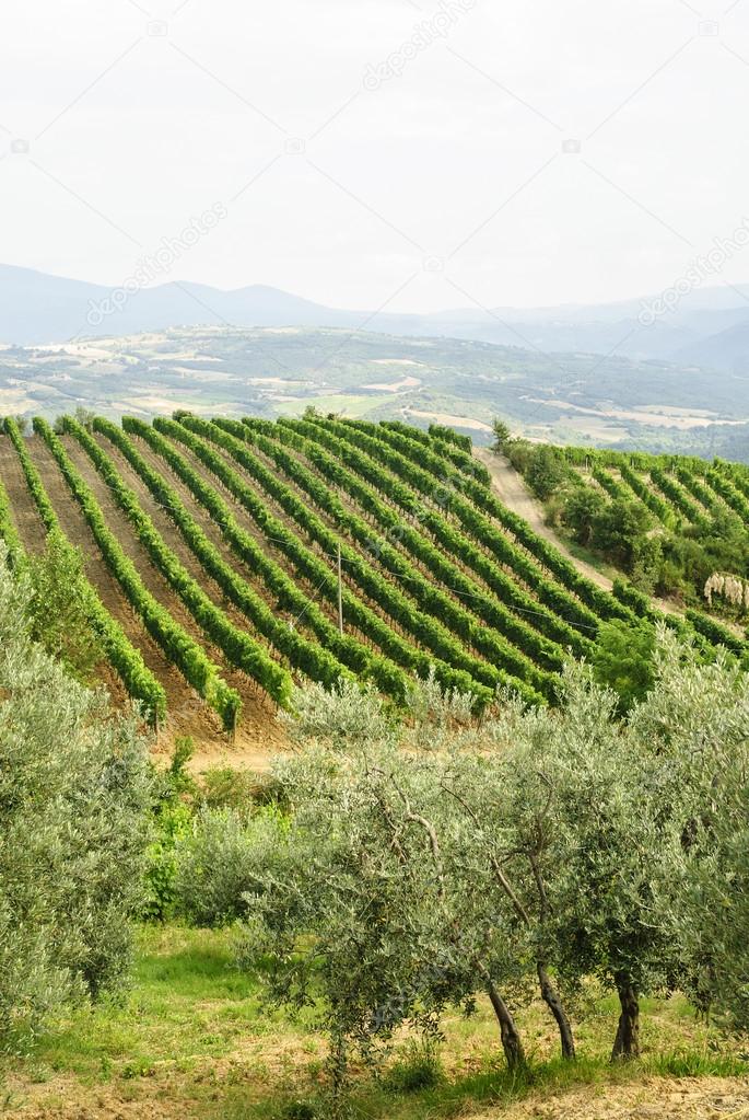 Vineyards of Montalcino (Tuscany)