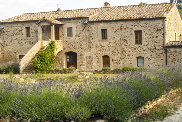 Sant'Antimo-라벤더와 고 대 집 — 스톡 사진