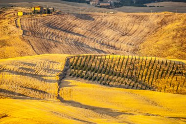 Montalcino (Toskonya)