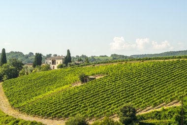 Montalcino (Toskonya üzüm bağları)