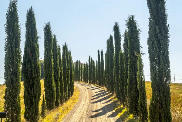 Strada di campagna con cipressi vicino Montalcino — Foto Stock