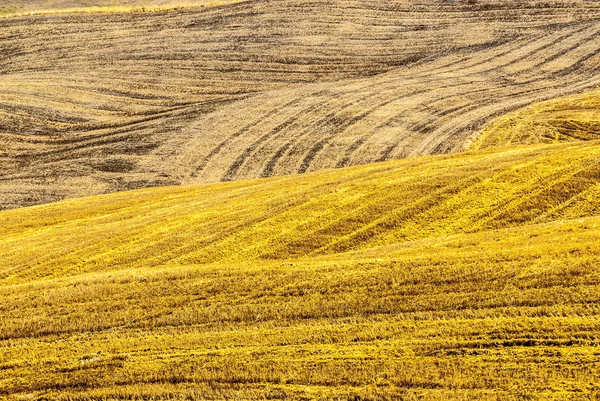 Fields near Montalcino (Tuscany) — Stock Photo, Image