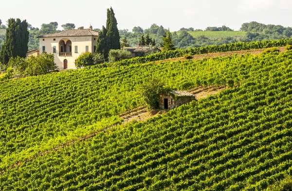 Vineyards of Montalcino (Tuscany) — Stock Photo, Image