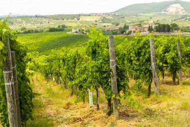Toskana - chianti üzüm bağları