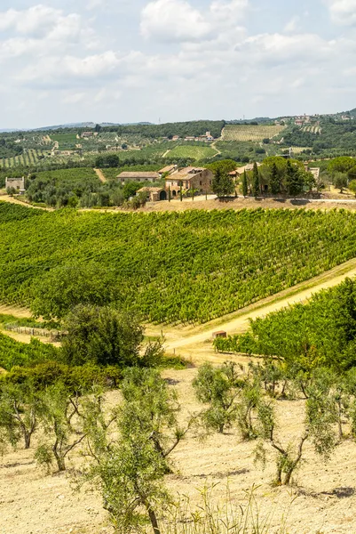 Tuscany - Chianti vineyards and olive trees, — Stock Photo, Image