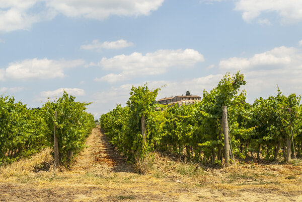 Tuscany - Chianti vineyards