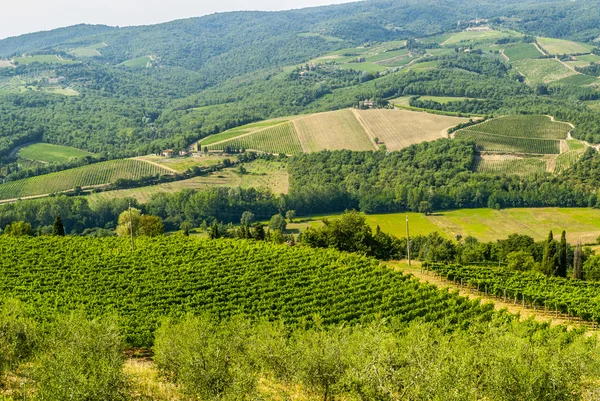 Chianti landschap in de buurt van radda, met wijngaarden en olijfbomen — Stockfoto
