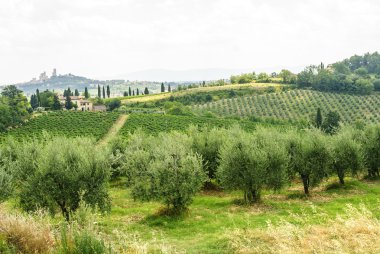 üzüm bağları ve zeytin ağaçları san gimignano yakınındaki