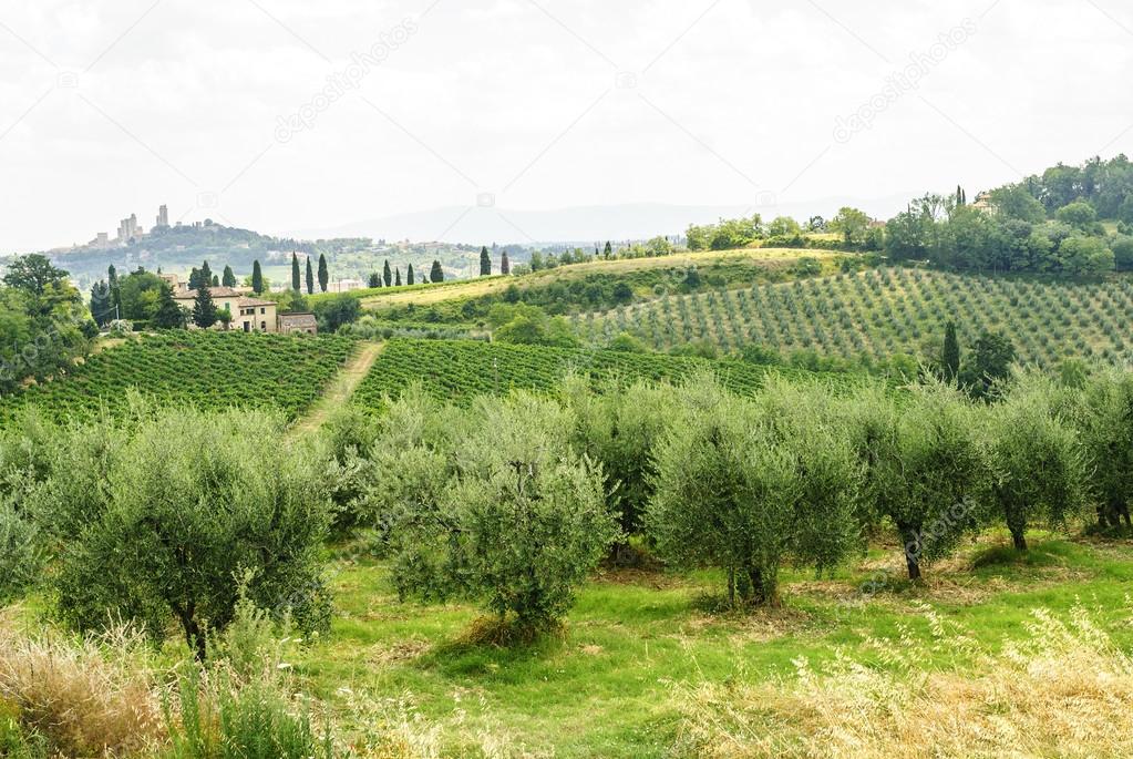 Vineyards and olive trees near San Gimignano