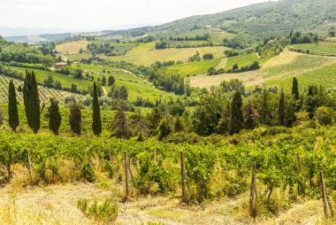 Tuscany'de üzüm bağları ile yazlık manzara.