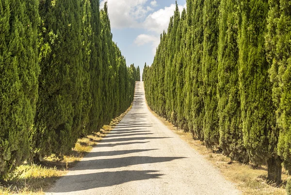 Carretera con cipreses en Toscana —  Fotos de Stock