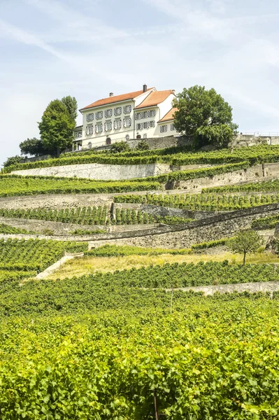 Виноградники Швейцарии — стоковое фото