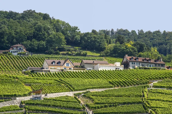 Weinberge in der Schweiz — Stockfoto