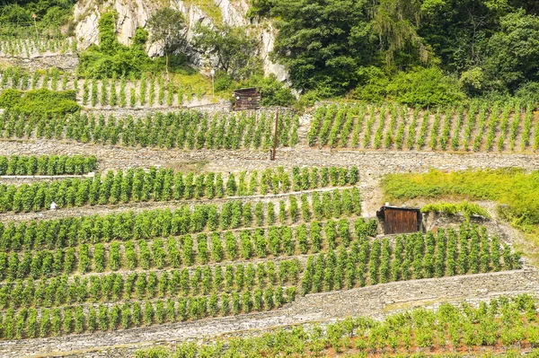 Martigny (İsviçre) - üzüm bağları — Stok fotoğraf